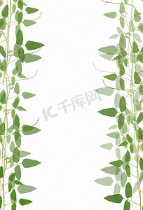 春天背景边框摄影照片_白色背景下绿色叶子的边框，带有 c 的空间