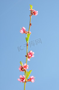 桃花（Prunus persica）