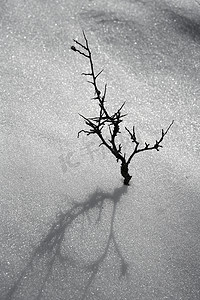 枯枝孤树比喻白雪沙漠