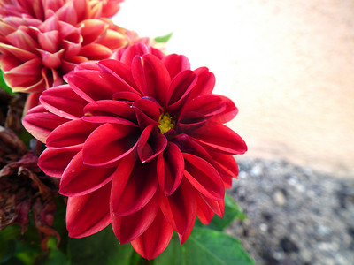 我花园里的一朵红雏菊
