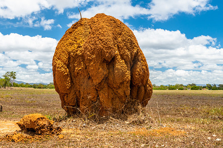 “澳大利亚昆士兰内陆孤立的大型白蚁霉菌”