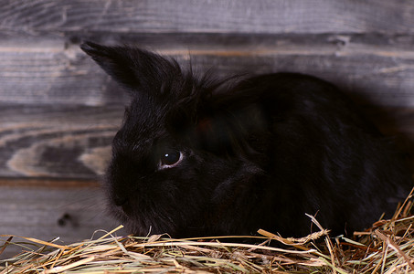 黑色的小兔子