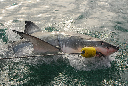 大白鲨 (Carcharodon carcharias)