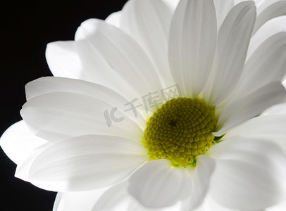 黑色背景中的一朵白花