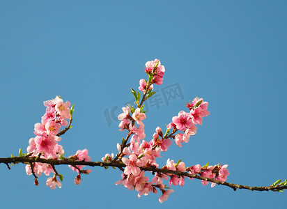 桃花（Prunus persica）