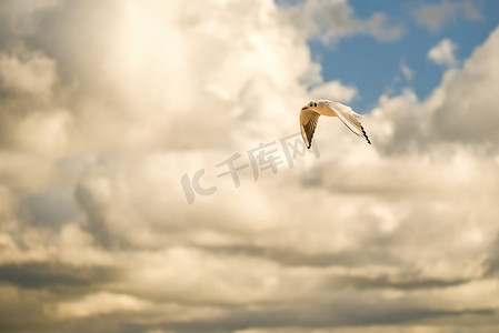 背头海鸥飞过波罗的海的海滩