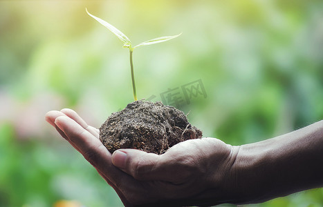 世界保护地球日摄影照片_地球日幼苗在概念上手头爱自然绿色背景中的世界