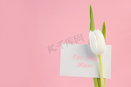 白色郁金香，粉色背景上有一张给你妈妈的卡片