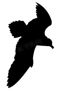 海鸥装饰摄影照片_白色背景下海鸥的矢量剪影