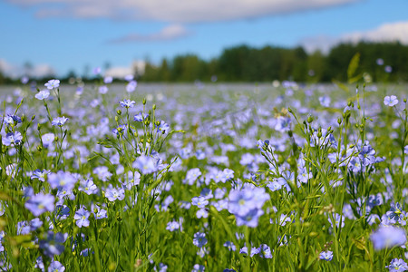 美丽盛开的蓝色亚麻田在乡下。