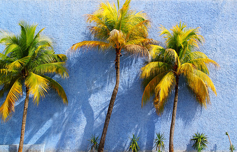 在蓝色墙壁太阳阴影的可可椰子树