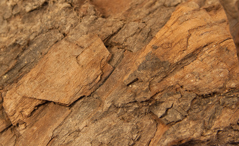矿物岩石摄影照片_硅化木