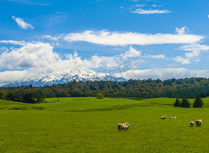 山羊群摄影照片_新西兰的 Ruapehu 山和田野