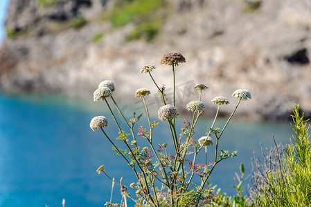 Flowers Cap de Creus，自然公园。