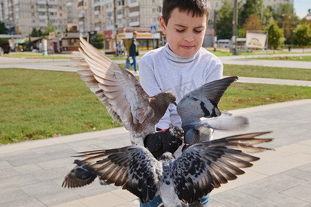 儿童白鸽飞摄影照片_在城市广场，一群鸽子飞到​​男孩的手上，用种子喂它们。