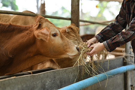 牛牧场摄影照片_无法辨认的农民在摊位上喂干草或饲料牛。