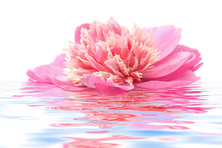 漂浮在水中的粉红色牡丹花分离