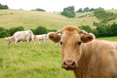 米黄摄影照片_吃在绿色草甸的米黄母牛