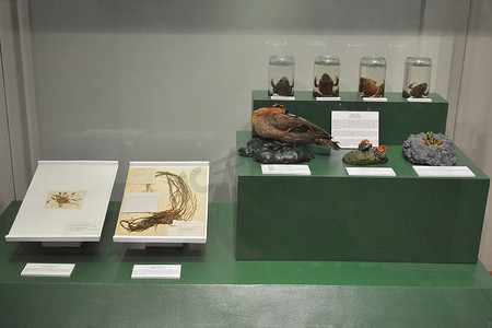 国家自然历史博物馆动植物陈列在 M