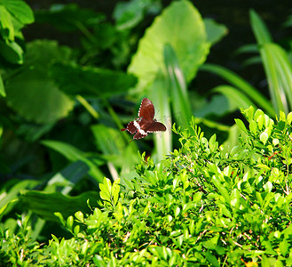 在夏日花园的植物上飞舞的蝴蝶