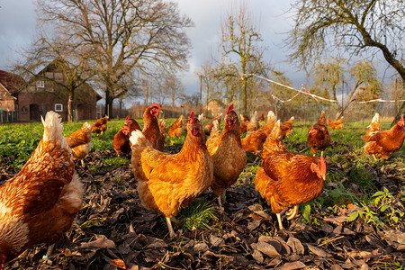 德国国旗免扣摄影照片_德国乡村农场的自由放养有机鸡