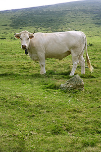 吃在绿色草甸的米黄母牛
