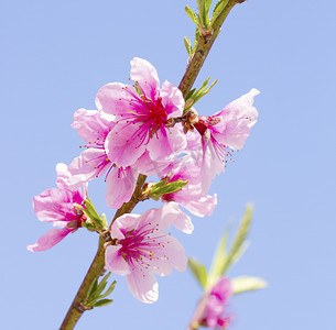 桃花桃子摄影照片_桃花