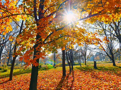 秋天的风景秋天的场景树木