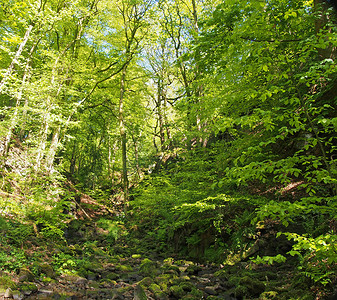 陡峭的山坡山谷中生机勃勃的绿色春季林地，在赫布登桥附近的胡桃林中种植着高大的山毛榉树