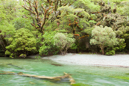 峡湾 NP NZ 雨林荒野中的河流