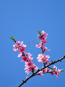 桃花（Prunus persica）