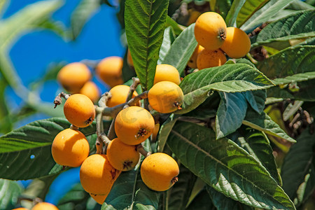 米易枇杷摄影照片_绿叶树上成熟的枇杷果