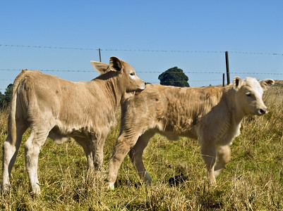 牛摄影照片_年轻的小牛在玩肉牛