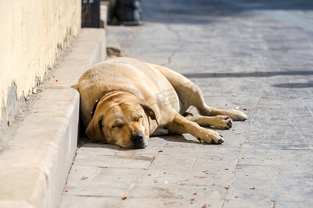 睡觉在街道上的一只大怀孕的狗