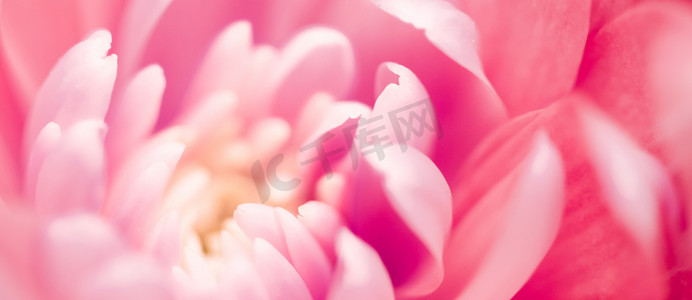 香味摄影照片_珊瑚雏菊花瓣盛开，抽象花卉艺术背景，春天大自然中的花朵香水香味，婚礼，奢华美容品牌假日设计