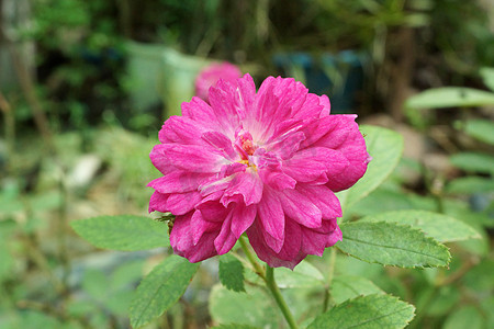 花园里的粉红色小玫瑰