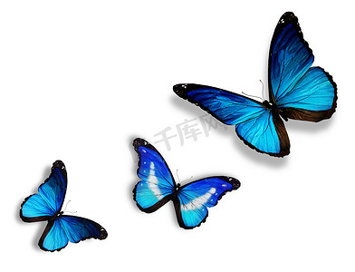 “三只蓝色蝴蝶，孤立在白色”