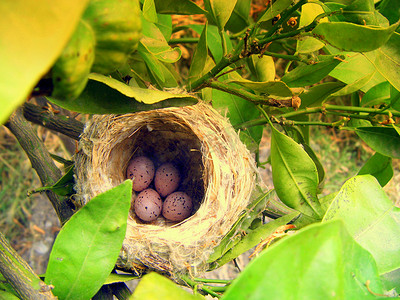 鸟筑巢摄影照片_卵在柑橘树上筑巢。