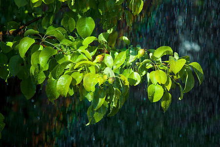 雨中的梨枝