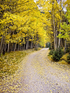 国家之旅摄影照片_穿越美国科罗拉多州秋季的白杨林之旅