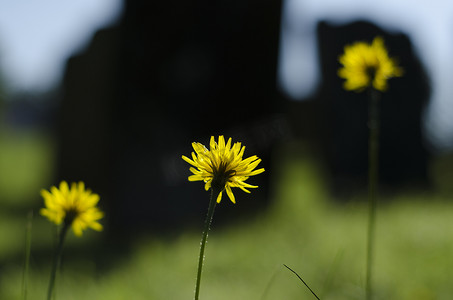 蒲公英摄影照片_“Thee long stemed Dandelion, Taraxacum officinale flowers in a row”