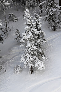 冬天山摄影照片_冬天山的美丽的森林