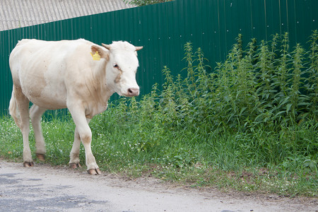 小牛在村庄的街道上