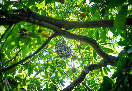 大人参摄影照片_绿叶幼树上的蜂巢和蜜蜂