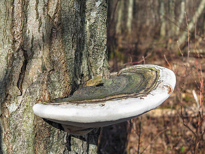 蘑菇灵芝 applanatum 特写在一棵树上