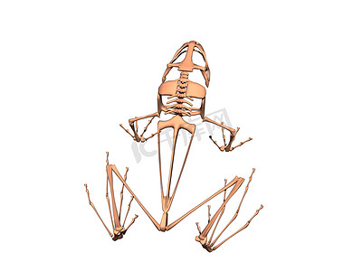 一只坐着的青蛙的骨骼