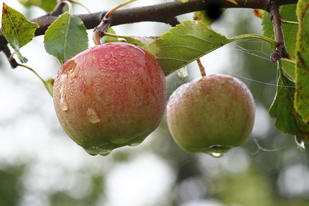 器皿摄影照片_树枝上的苹果