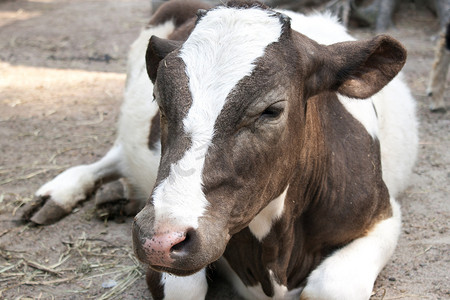 蒲公英摄影照片_白色和棕色小牛躺在地上