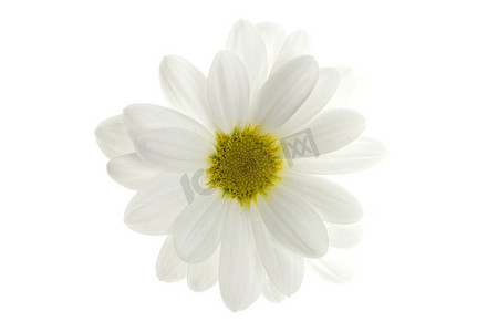 一朵菊花摄影照片_一朵白色雏菊花，白色隔离