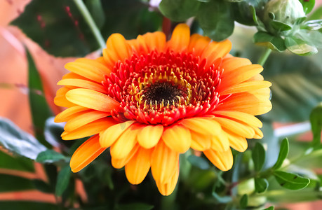 蒲公英摄影照片_欧洲花园中不同颜色的美丽花朵